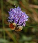 Bombus muscorum mâle